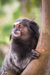 Sagui monkey (Mico Estrela) in the wild in Rio de Janeiro, Brazil