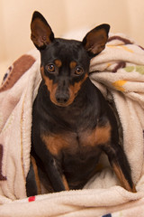 Image of miniature pinscher