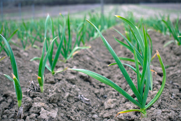 Garlic field after spring cultivation.