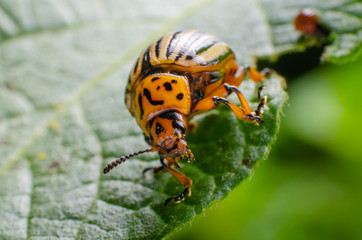 Colorado potato beetle crawling on potato leaves