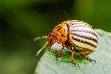 Colorado potato beetle crawling on potato leaves