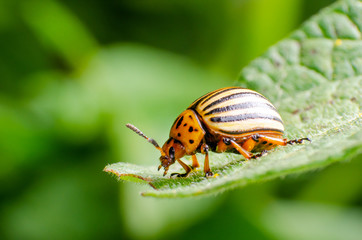 Colorado potato beetle crawling on potato leaves