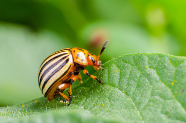 Colorado potato beetle eats green potato leaves