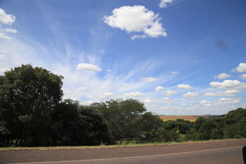 trees and blue sky