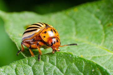 Colorado potato beetle eats green potato leaves
