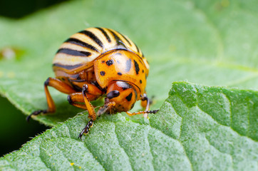 Colorado potato beetle eats green potato leaves