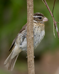 Rose Breasted Grossbeak