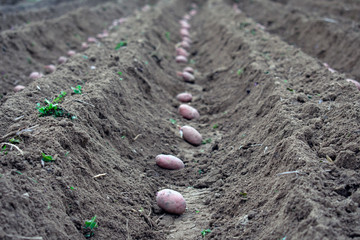 Field of potatoes in trenches ready to be filled with soil, spring gardening.