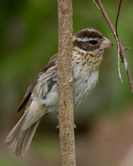 Rose Breasted Grossbeak