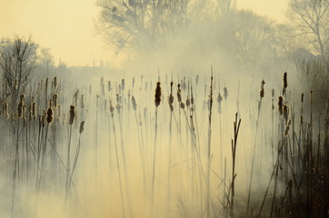 coastal zone of marsh creek, strong smoke from fire of liana overgrowth. Spring fires of dry reeds dangerously approach houses of village by river Cleaning fields of reeds, dry grass. Natural disaster