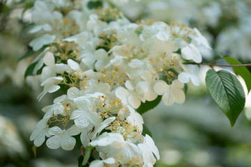 The beautiful flowers of Viburnum plicatum Watanabe bloomed on a wonderful sunny, warm spring day.