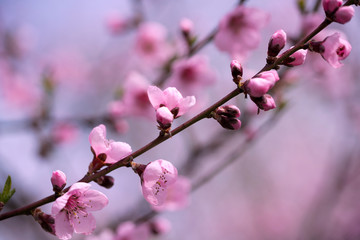 Wonderful spring bloom beautiful peach flowers.