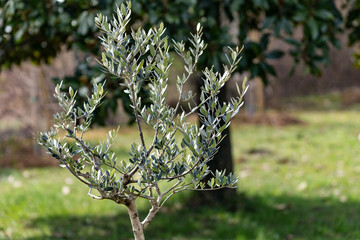 Pianta di ulivo cultivar olive ascolane in una giornata di sole, prodotti della terra