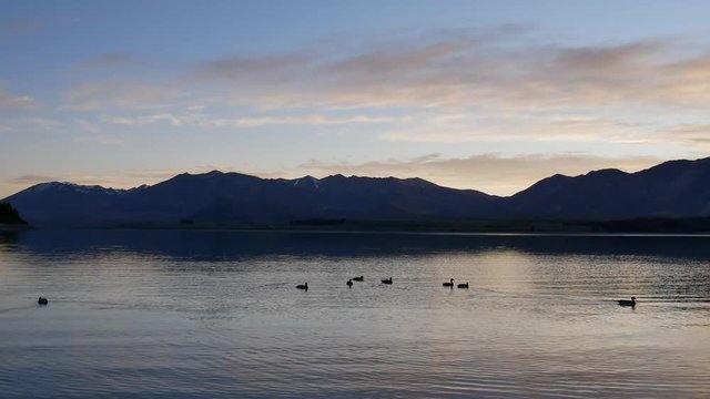 A group of mallard ducks swim at Lake Tekapo.