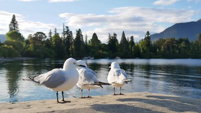 Seagull walk on pier at Lake Wakatipu, Queenstown,South Island, New Zealand.