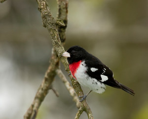 Rose Breasted Grossbeak