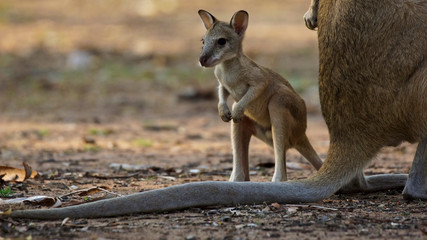 Wallaby