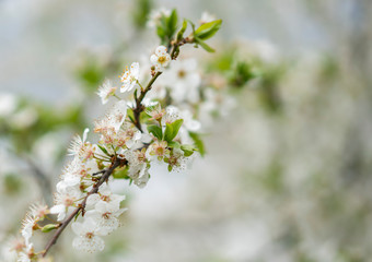 Beautiful flowers of wild plum blossomed on a wonderful sunny, warm spring day.