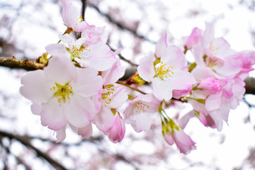 cherry blossoms in the spring