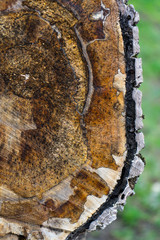 Cross-section of tree trunk
