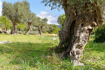 Olivenbäume, Nähe Moscari, Mallorca, Spanien