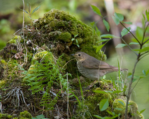 Thrush