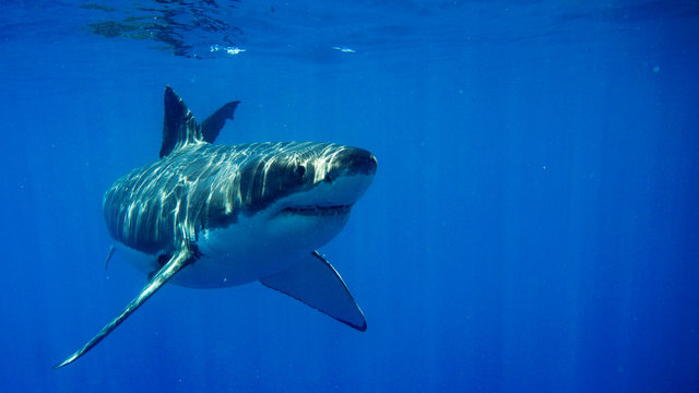 Grand requin blanc