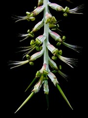 Acercamiento a la inflorescencia de una Bromelia (Billbergia).