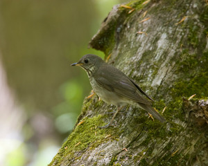 Thrush
