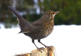 amsel