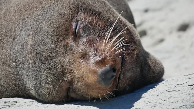 Close up the head of fur seal when sleep on rock at Kaikoura Beach, South Island, New Zealand.