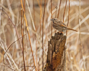 American Tree Sparrow