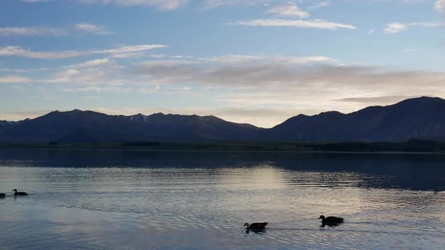 A group of mallard ducks swim to the left at Lake Tekapo.