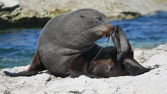 Fur sleep scratch itching using its hind flippers at Kaikoura, South Island, New Zealand in morning.