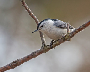 Nuthatch
