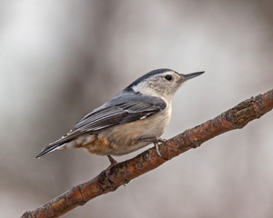 Nuthatch