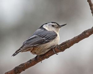 Nuthatch