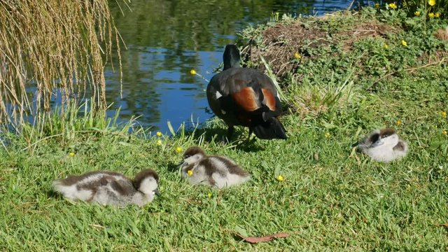 Mallard ducks with its babies near the river at Botanical Garden, Christchurch, New Zealand.