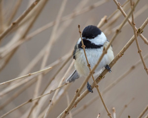 Chickadee