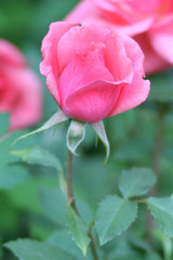 Pinkefarbene Rose vor grünem Hintergrund im Garten