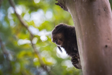 Sagui monkey (Mico Estrela) in the wild in Rio de Janeiro, Brazil
