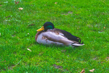 Duck In The Grass