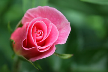 Rosafarbene Rose vor grünem Hintergrund