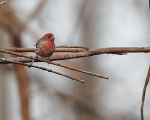 Common Redpoll