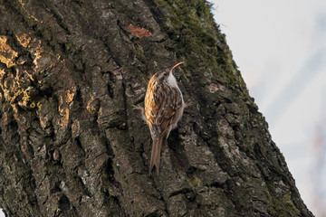 Gartenbaumläufer (Certhia brachydactyla)