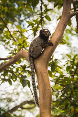 Sagui monkey (Mico Estrela) in the wild in Rio de Janeiro, Brazil