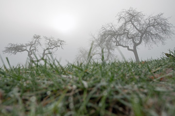 Streuobstwiese im Nebel