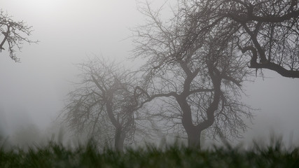 Streuobstwiese im Nebel