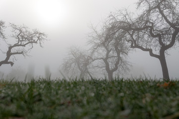 Streuobstwiese im Nebel