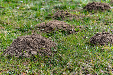 Buche delle talpe che infestano il giardino creando cumuli di terra smossa